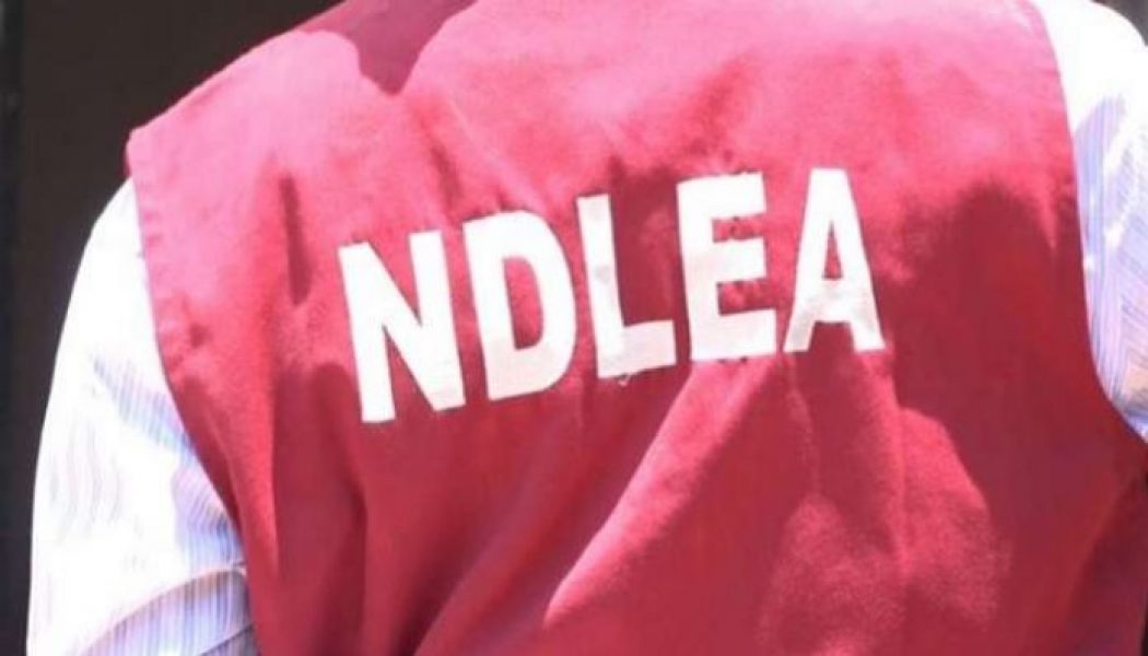 Official: NDLEA seizes N1.4 billion worth of cannabis in Edo