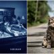 Paranormal Activity Sequel and Pet Sematary Prequel Coming to Paramount+