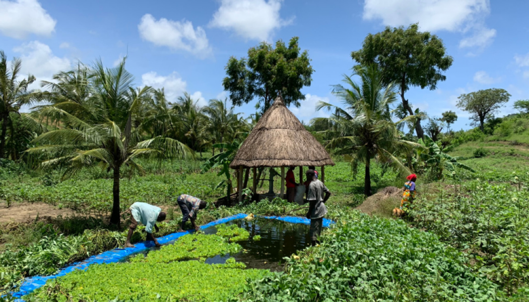 3 Reasons Why African Farmers Should Use the Haller App