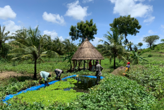 3 Reasons Why African Farmers Should Use the Haller App