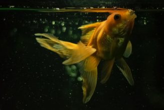 A “Fish DJ” Used Her Own Speaker System to Study How Fish Hear