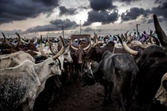 Cattle breeders to set up ranches in South-East