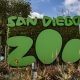 Great apes receive COVID-19 vaccine at San Diego Zoo