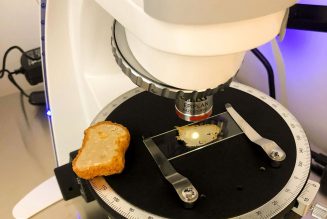 I tried the Nuggs, and they tasted like memes