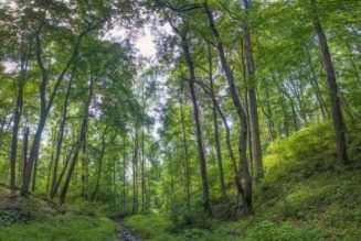 World Forest Day: Nigeria’s forests reduced to less than 25% – environmentalists