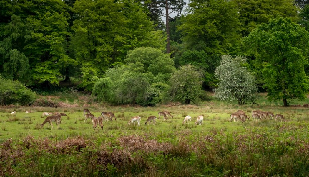 10 best hikes in New Forest National Park