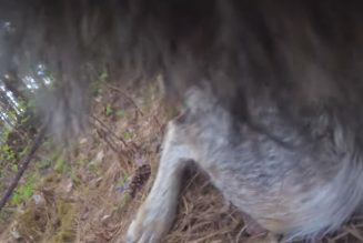 Camera footage from wolf’s collar reveals a very good boy