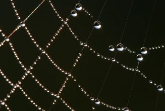 Scientists Spin Spiderwebs Into Sound Using AI