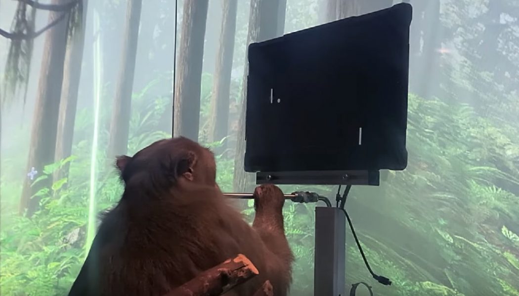 Watch: Elon Musk’s Neuralink says this monkey is playing Pong with its mind