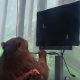 Watch: Elon Musk’s Neuralink says this monkey is playing Pong with its mind
