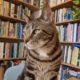 How bad is Google Photos’ compression anyway?