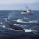 Whale hugs, ‘active sea serpents,’ and the wild world of whale sex