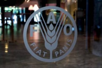 FAO reiterates support to Nigerian government’s efforts to tackle food insecurity