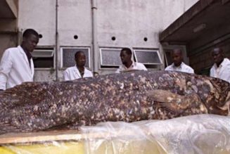 Fish once labeled a ‘living fossil’ surprises scientists again