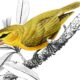 Go read this story about why it’s time to scrap racist bird names 