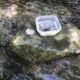 Invasive snails on the run leave behind DNA evidence