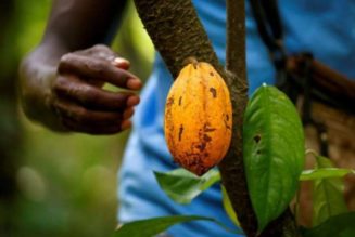 Ivory Coast says chocolate traders failing to pay farmers living wage premium