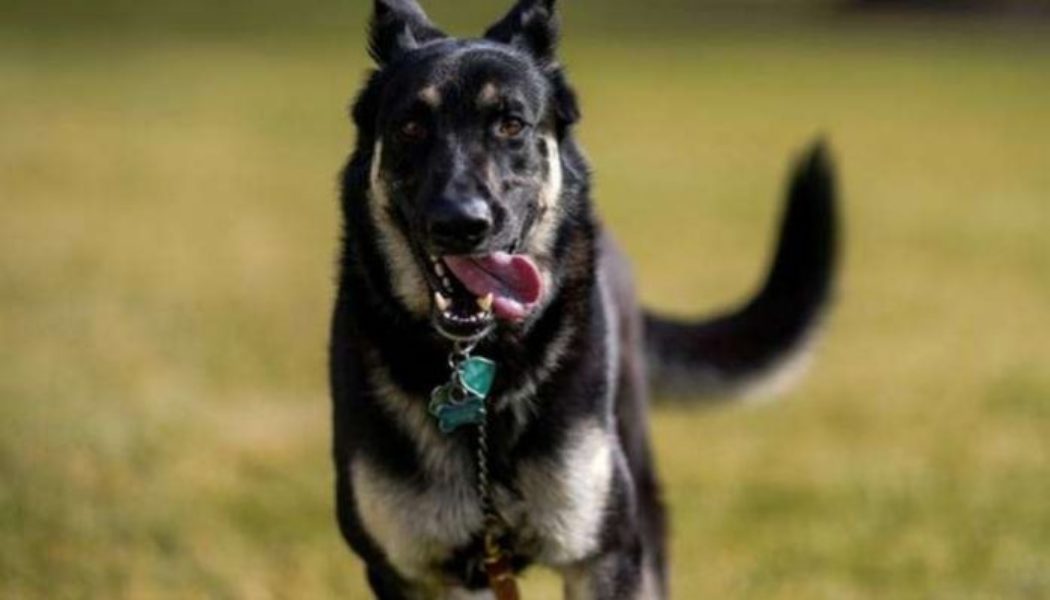 Joe Bidens announce death of ‘first dog’ Champ