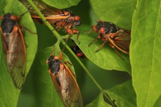 You probably shouldn’t eat cicadas if you’re allergic to shellfish