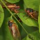 You probably shouldn’t eat cicadas if you’re allergic to shellfish
