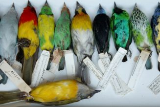 Airports have a wildlife problem (and vice versa)