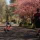 Could you beat this bipedal robot’s 5K run time?