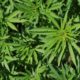 Democrats have a new plan to legalize marijuana federally