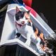 Digital Billboard of Realistic Giant 3D Cat Amazes Onlookers in Tokyo