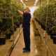 An inconvenient truth (about weed)