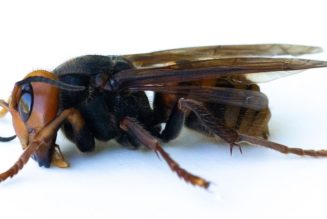 Authorities Discover First Live ‘Murder Hornet’ of 2021 in the United States
