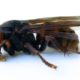 Authorities Discover First Live ‘Murder Hornet’ of 2021 in the United States