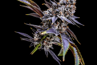 Breaking Bud: GRiZ Launches Line of Custom Cannabis Strains