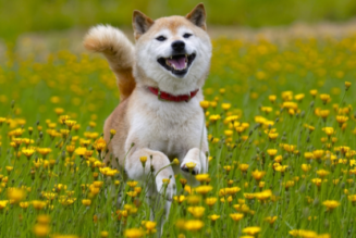 DOGE up 17% as Watford FC and Dionne Warwick join the Doge Army