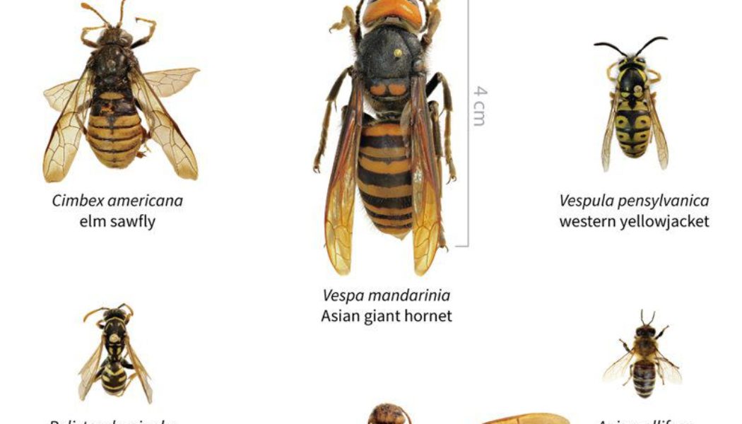 First Asian giant hornet (aka murder hornet) sighting of 2021 confirmed in Washington state