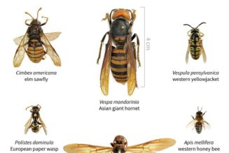 First Asian giant hornet (aka murder hornet) sighting of 2021 confirmed in Washington state