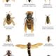 First Asian giant hornet (aka murder hornet) sighting of 2021 confirmed in Washington state