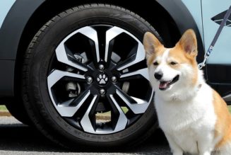 Honda Releases Pet-Themed Accessories for Its Vehicles