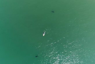 How drones are changing our view of sharks