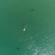 How drones are changing our view of sharks