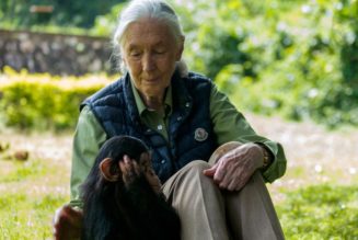 Learn the Life of Dr. Jane Goodall in This Immersive Multimedia Experience