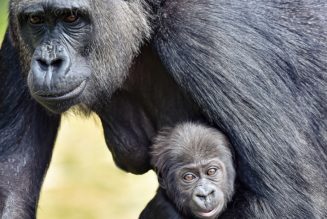 Research Reveals Apes Start Interactions With a “Hello” and End With a “Goodbye”