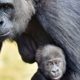 Research Reveals Apes Start Interactions With a “Hello” and End With a “Goodbye”