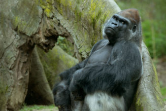 Boogie Down: Gorillas At The Bronx Zoo Spotted Engaging In Mouf Work