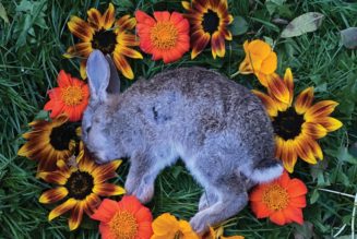 Monolord Announce New Album Your Time to Shine, Share “The Weary”: Stream