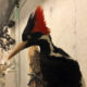 U.S. says ivory-billed woodpecker, 22 other species extinct