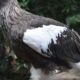 A very big eagle escaped from the National Aviary in Pittsburgh and is still at large