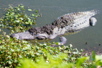 Florida Man Captures Alligator With Plastic Trash Bin