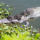 Florida Man Captures Alligator With Plastic Trash Bin