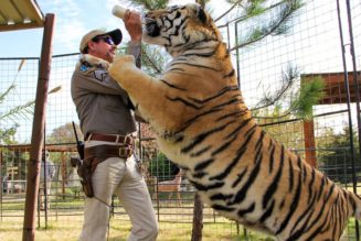 Joe Exotic and Carole Baskin’s Feud Continues To Unfold in New ‘Tiger King 2’ Trailer