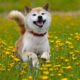 Shiba Inu price soars by over 200% in a week